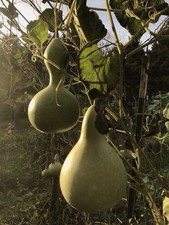 Single Source USA Grown- 1 Birdhouse Gourd (Lagenaria Siceraria), Natural, Dried