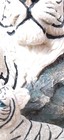 Bild 10 von 12