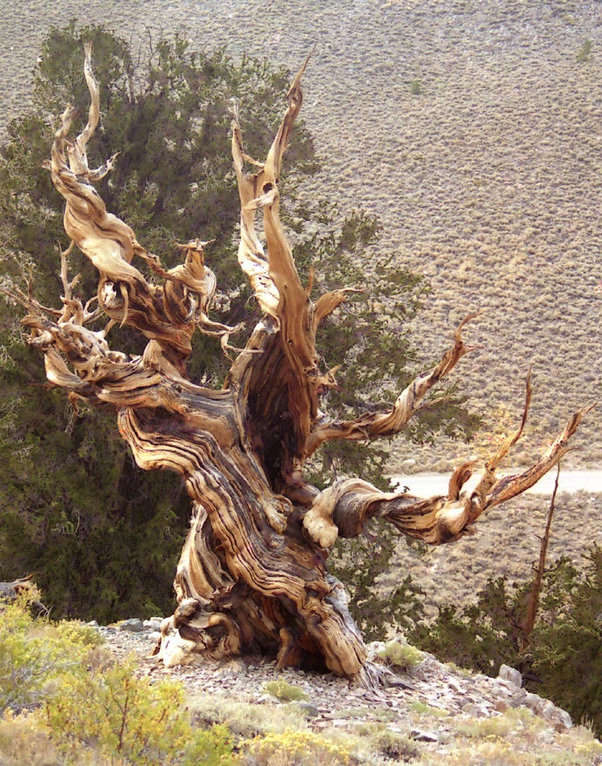 Bristlecone Pine, Pinus aristata, Tree Seeds (Hardy Evergreen, Bonsai) |  eBay