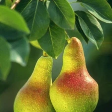 ORCHARD PEAR (type) Fragrance Oil to craft Candles Soaps Lotions Bath products