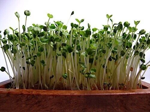 Arugula Microgreen Seeds Rocket Sprouting Seeds Roquette Sprouts Rucola Rugula