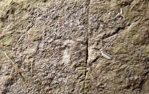Fósil de etiqueta de la época victoriana pez devónico - Diplacanthus, Tynet Burn, Escocia - Imagen 5 de 6