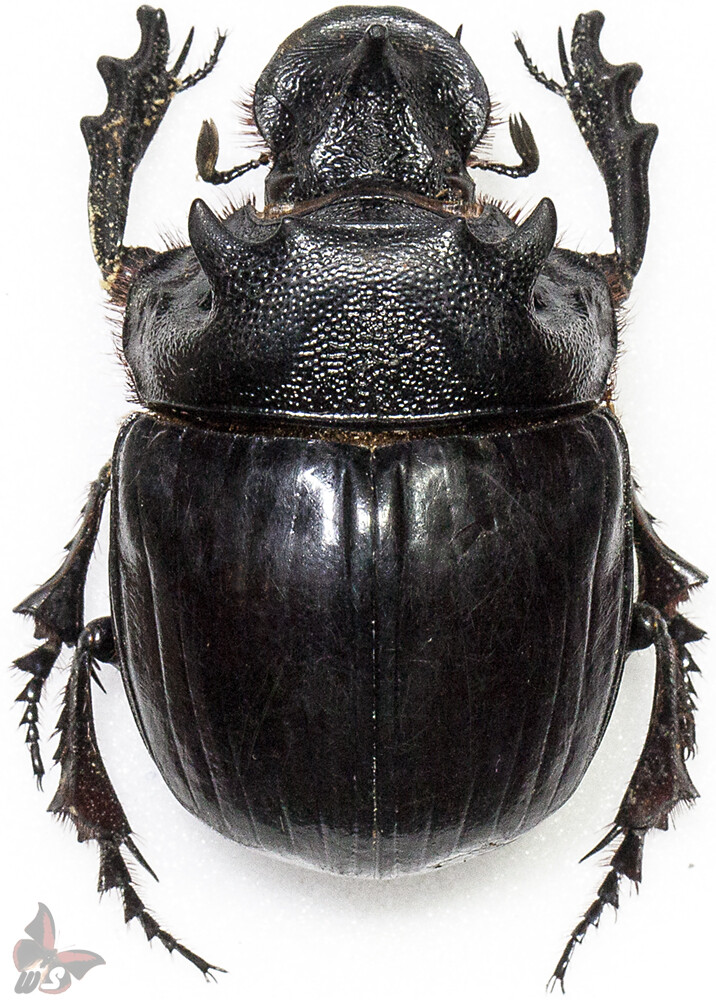 Ethiopia Heliocopris hermes 37mm