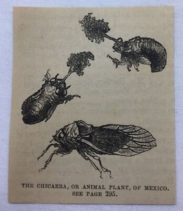 small 1877 magazine engraving ~ THE CHICARRA Or Animal Plant Of Mexico ~ Cicada?