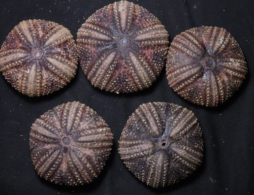 edspal shells - Astropyga radiata 66mm - 74mm F+++ set 5pcs sea urchin ...