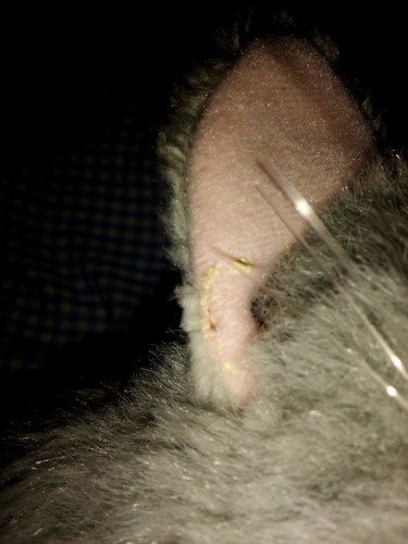 2000 Kitty Kitty Kittens By Tyco Purs "Smokey" Very Fluffy, Nose Replacement - Picture 5 of 10