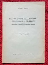 6166-ALBERTO TRENTIN,DANNOSI EFFETTI DELLA POTATURA DELLE RADICI AL TRAPIANTO,49