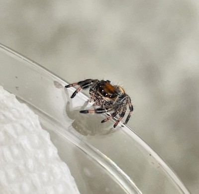 Dragon s Breath Female i5-i6+ Regals | Jumping Spider Slings