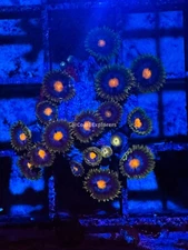 CE- WYSIWYG Blowpop Zoa Zoanthid Frag Live Coral LPS SPS #R1GG10