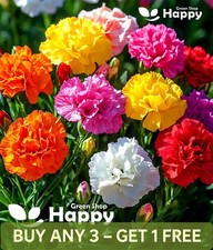 CARNATION MIX CHABAUD - 300 SEEDS - Dianthus caryophyllus -