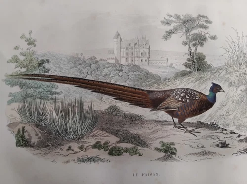BIRDS PHEASANT COLOR ENGRAVING 1848 BUFFOON ORNITHOLOGY B46