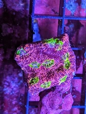 WYSIWYG Pink B00bies Chalice Live Coral Rainbow Multi LPS SPS Acro Zoa JF WWC