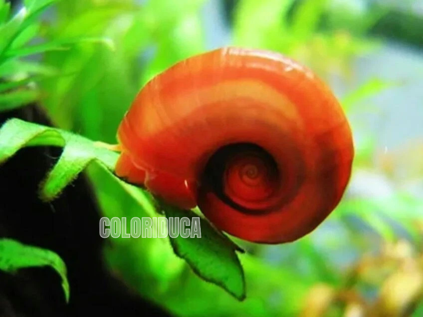5 lumache + 2 Piante, Acquario e Laghetto Red Planorbaius -  Lumaca ANTI ALGA
