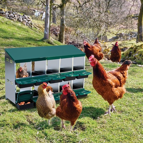 10 Compartments Chicken Nesting Boxes with Rollout Egg Collection & Lid Cover US - Picture 9 of 9