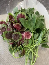 1000+ Mix Amaranth Seeds - ( Green And Red Stripe), NON-GMO, FREE SHIPPING