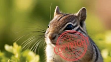 Digital Image Picture Photo Wallpaper Background Desktop Art- Chipmunk 