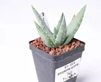 Sale Pot 6.5cm Rare Cacti Aloe pillansii Random Own Root Boutique Decor Garden#