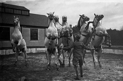 Liberty Horses in practice for the Bertram Mills 17th annual Chris- Old Photo