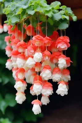 Weeping begonia flowers bulbs | red with white flowers bulbs | Pack of 4 Bulbs