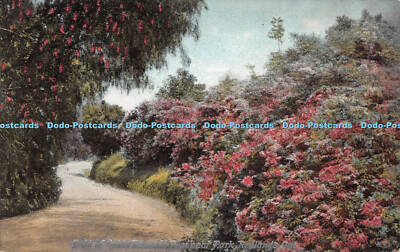 R493025 Gold of Ophir Roses in Prospect Park Redlands Cal No H 43 Newman Post Ca