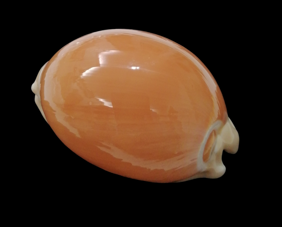 Conchiglia Shell CYPRAEA AURANTIUM Filippine 94,1 mm TOP ONE eBay