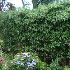 Japanische Pfeilbambus  Pseudosasa japonica Bambus in 2 L Topf