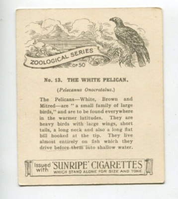 1924 RJ HILL SUNRIPE CIGARETTES ZOOLOGICAL SERIES TOBACCO CARD #13 WHITE  PELICAN