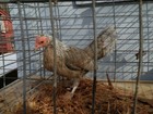 12+ blue golden duckwing old english bantam Hatching Eggs — photo 2