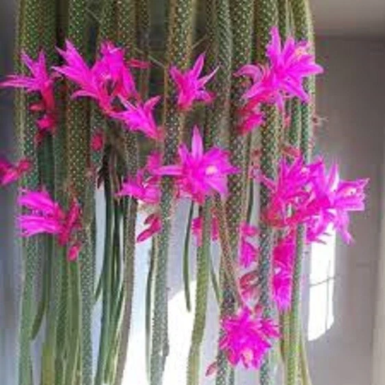 Lot 4 Cuttings Rat Tail Cactus Aporocactus Flagelliform Succulent Plant Pink - Image 3 of 3