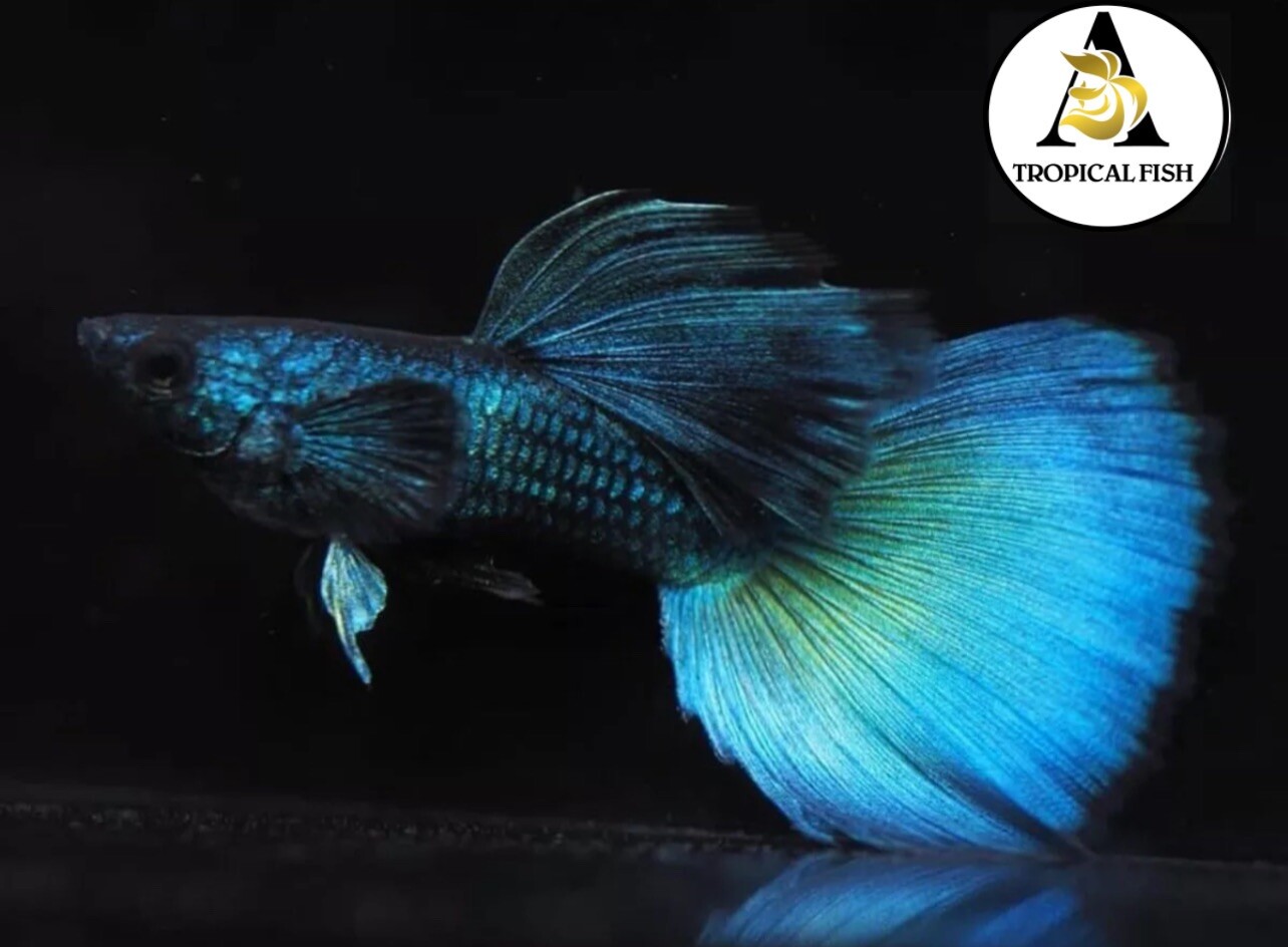 1 Male ☆ Live Aquarium Guppy Fish High Quality - Green Moscow VIP