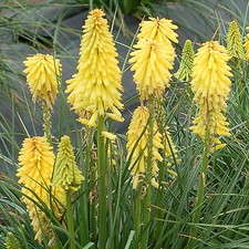 Kniphofia Poco Citron - Dwarf Red Hot Poker - Hardy