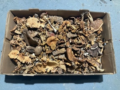 Wild Mushrooms Collection For Art Epoxy Resin Wild Harvested Assorted Mushrooms