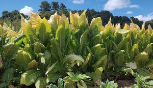 tobacco seeds ebay Tobacco Seeds