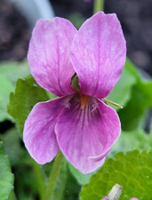 Duft-Veilchen rot "Vin d'Andre Thorp" Pflanze Viola odorata Veilchen winterhart
