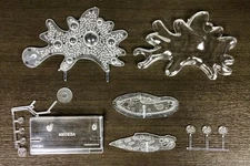 Atlantis Model Non-Scale Amoeba Protozoan Organism Plastic ATLL3800 Molded