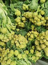 White Sprouting broccoli bio seeds cima di rapa graines légumes garden vegetable