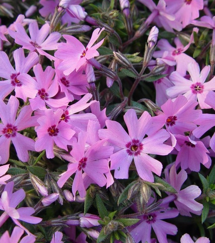 Set 2 Creeping Phlox Pink Fort Hill Starter Plant - 3-6" Tall Plug - Groundcover