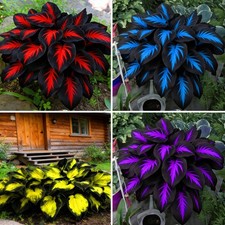 Mixrug Hosta Seeds for Planting, 200 pcs Rare Perennial Flower Blue