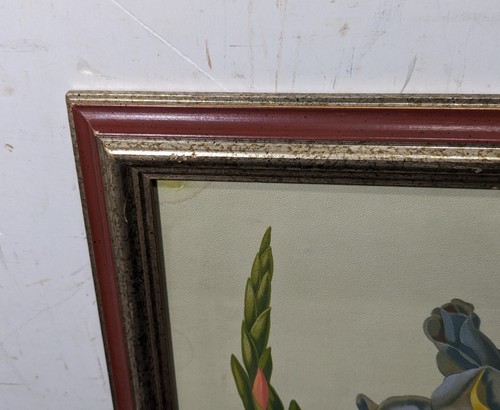 Vintage John Lewis Childs Gladiolus Childsi Frame Floral Art Litho Print HM Wall - Picture 10 of 14