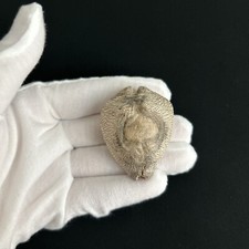 Barycypraea caputviperae (FOSSILI - Cypraeidae), Indonesia cypraea fossile 46,3 mm