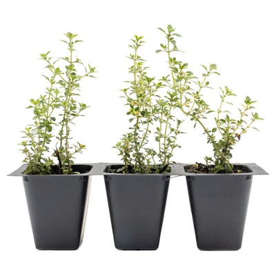 #ad #ad Golden Lemon Thyme Thymus citriodorus ‘Golden’ in 2.5” Nursery Cube Live Herb $66.98