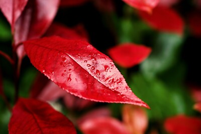 Glanzmispel immergrn Photinia fraseri 'Red Robin' 40-60 cm im Container |  eBay.de