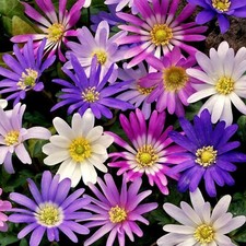 Anemone Blanda Mix Spring Bulbs - Grecian Windflower Mixed Herbaceous