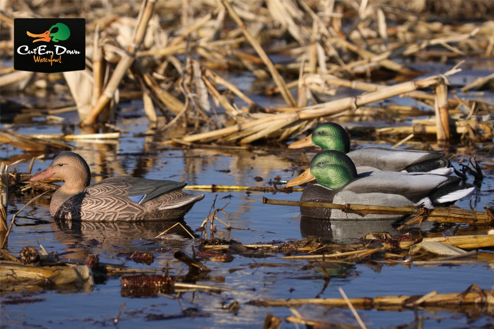 Avery GHG Greenhead Gear Life-Size ES Mallard Duck Decoys - 1 Dozen - Image 4 of 4