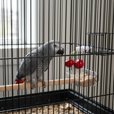 8 Pcs Bird Cage Food Holder, White Parakeet Cage Accessories, Food Holder for...