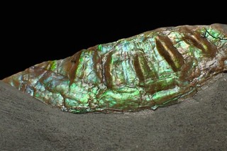 Irisierender Ammonit Fossil Caloceras Jura Fossilien UK Ammolith Edelstein Edelstein