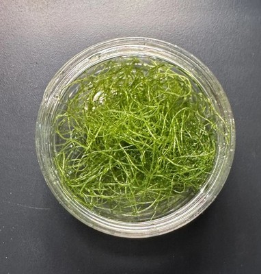 Brackish Chaetomorpha - Live Macroalgae for Aquarium Nutrient Export - (1oz jar)