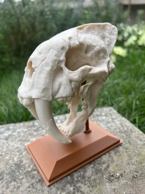 3D Printed Saber Tooth Tiger Skull - High Quality Bone White PLA