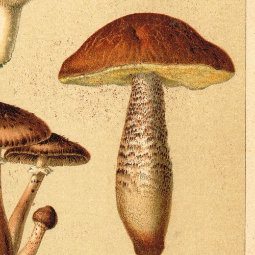 MUSHROOMS Antique Print 1894 Original Lithography Kitchen Wall Art Fungi - Picture 9 of 10