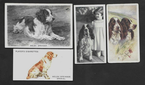 4 Different Vintage WELSH SPRINGER SPANIEL Tobacco/Cigarette/Tea Dog Cards Lot